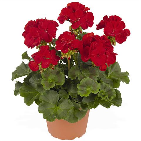 Photos von Blumenvarianten benutzt als: Topf Pelargonium zonale Master Idols Dark Red