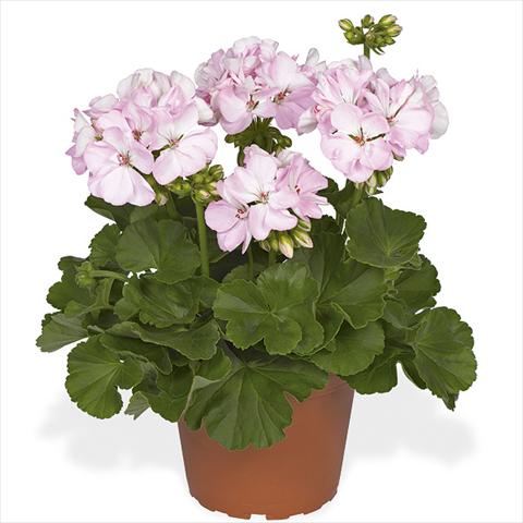 Photos von Blumenvarianten benutzt als: Topf Pelargonium zonale Master Idols Soft Pink