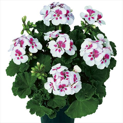 Photos von Blumenvarianten benutzt als: Topf Pelargonium zonale Pop Idols White Parfait