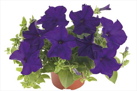 Photos von Blumenvarianten benutzt als: Beet, Topf oder Ampel Petunia x hybrida Fortunia Blue