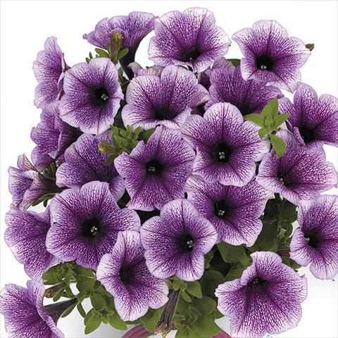 Photos von Blumenvarianten benutzt als: Beet, Topf oder Ampel Petunia x hybrida Fortunia Early Blue Vein