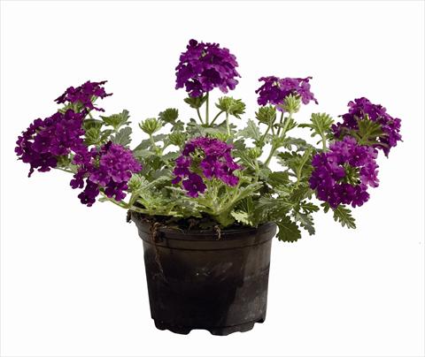 Photos von Blumenvarianten benutzt als: Ampel/Topf Verbena Vegas Versace Purple