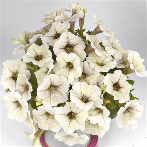 Photos von Blumenvarianten benutzt als: Beet, Topf oder Ampel Petunia x hybrida Fortunia Early Cream