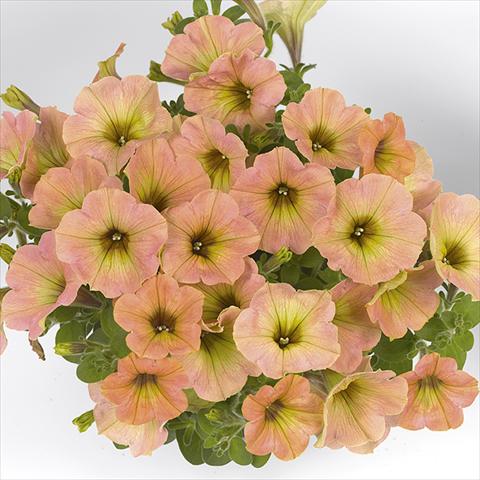 Photos von Blumenvarianten benutzt als: Beet, Topf oder Ampel Petunia x hybrida Fortunia Early Peach