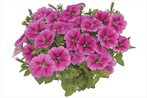 Photos von Blumenvarianten benutzt als: Beet, Topf oder Ampel Petunia x hybrida Fortunia Early Pink