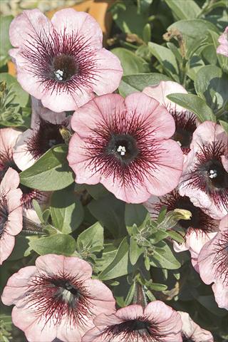 Photos von Blumenvarianten benutzt als: Beet, Topf oder Ampel Petunia x hybrida Fortunia Early Plum