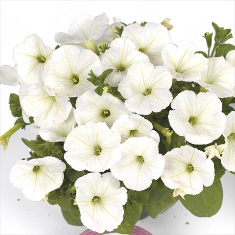 Photos von Blumenvarianten benutzt als: Beet, Topf oder Ampel Petunia x hybrida Fortunia Early White