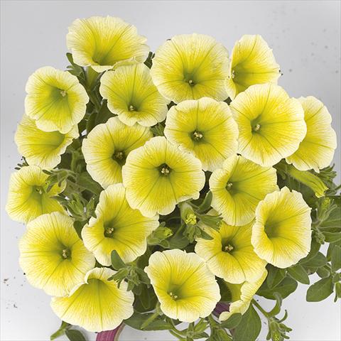Photos von Blumenvarianten benutzt als: Beet, Topf oder Ampel Petunia x hybrida Fortunia Early Yellow