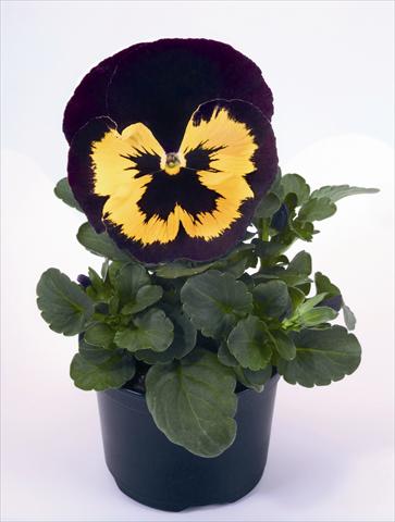 Photos von Blumenvarianten benutzt als: Beet- / Rabattenpflanze Viola wittrockiana Alpha Yellow Duet