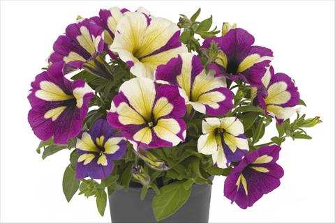Photos von Blumenvarianten benutzt als: Beet, Topf oder Ampel Petunia x hybrida Fortunia Lavender Star