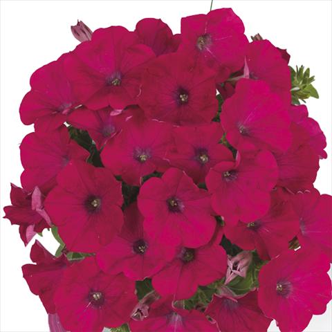 Photos von Blumenvarianten benutzt als: Beet, Topf oder Ampel Petunia x hybrida Fortunia Neon