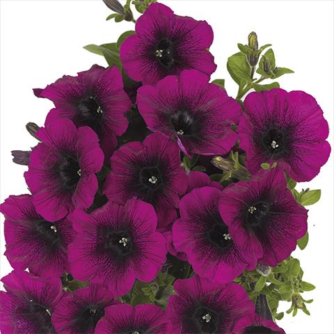 Photos von Blumenvarianten benutzt als: Beet, Topf oder Ampel Petunia x hybrida Fortunia Purple