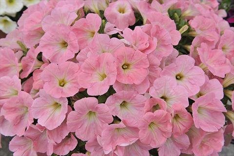 Photos von Blumenvarianten benutzt als: Beet, Topf oder Ampel Petunia x hybrida Fortunia Soft Pink