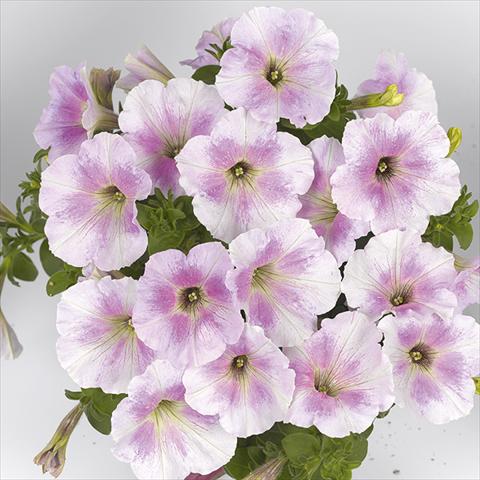Photos von Blumenvarianten benutzt als: Beet, Topf oder Ampel Petunia x hybrida Fortunia White Rose