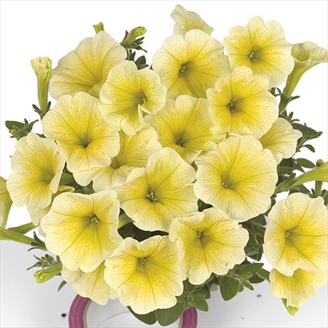 Photos von Blumenvarianten benutzt als: Beet, Topf oder Ampel Petunia x hybrida Fortunia Yellow