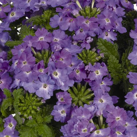 Photos von Blumenvarianten benutzt als: Topf und Beet Verbena hybrida Lindolena Denim Blue