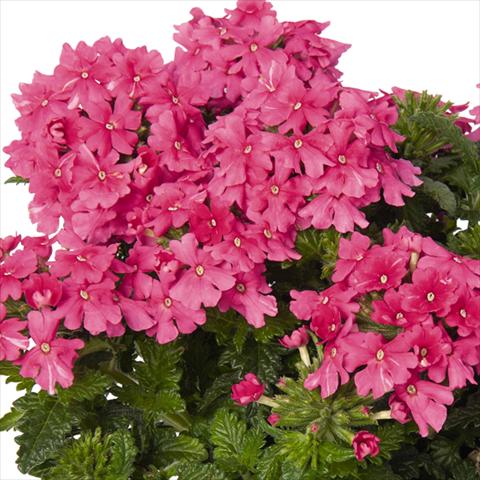 Photos von Blumenvarianten benutzt als: Topf und Beet Verbena hybrida Lindolena Hot Pink