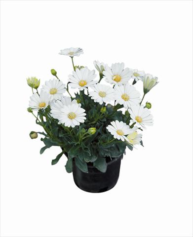 Photos von Blumenvarianten benutzt als: Beet- / Rabattenpflanze Osteospermum Astra Cream