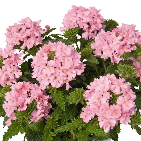 Photos von Blumenvarianten benutzt als: Topf und Beet Verbena hybrida Lindolena Pink