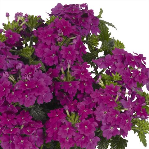Photos von Blumenvarianten benutzt als: Topf und Beet Verbena hybrida Lindolena Purple