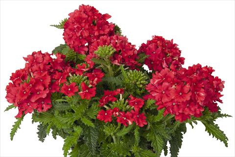 Photos von Blumenvarianten benutzt als: Topf und Beet Verbena hybrida Lindolena Red