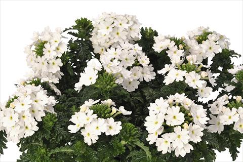 Photos von Blumenvarianten benutzt als: Topf und Beet Verbena hybrida Lindolena White