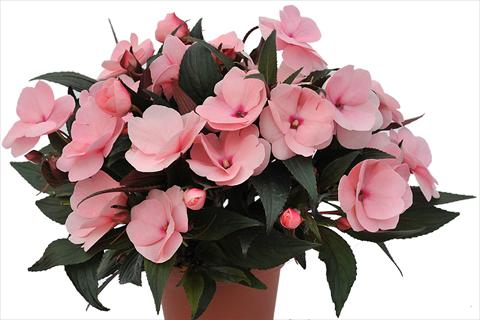 Photos von Blumenvarianten benutzt als: Beet, Topf oder Ampel Impatiens Nuova Guinea Tamarinda Soft Pink