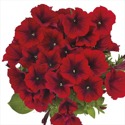 Photos von Blumenvarianten benutzt als: Beet, Topf oder Ampel Petunia x hybrida Fortunia Early Red