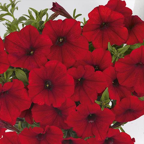 Photos von Blumenvarianten benutzt als: Beet, Topf oder Ampel Petunia x hybrida Fortunia Red