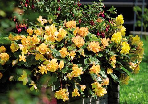 Photos von Blumenvarianten benutzt als: Topf und Beet Begonia tuberhybrida Illumination® Apricot Shades