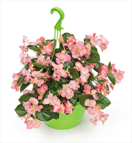 Photos von Blumenvarianten benutzt als: Topf und Beet Begonia x benariensis BIG Pink Green Leaf