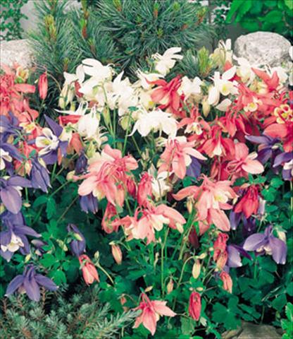 Photos von Blumenvarianten benutzt als: Topf und Beet Aquilegia hybrida Spring Magic Mix