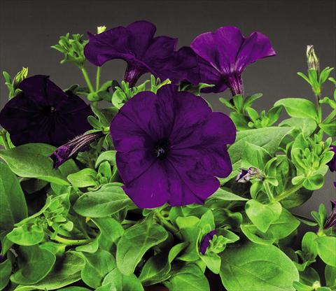 Photos von Blumenvarianten benutzt als: Topf und Beet Petunia hybrida Success Blue