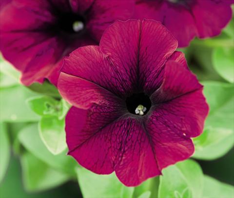 Photos von Blumenvarianten benutzt als: Topf und Beet Petunia hybrida Success Burgundy