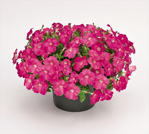 Photos von Blumenvarianten benutzt als: Topf und Beet Petunia hybrida Success Pink