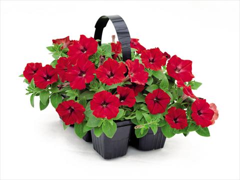 Photos von Blumenvarianten benutzt als: Topf und Beet Petunia hybrida Success Red