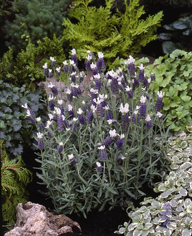 Photos von Blumenvarianten benutzt als: Beet- / Rabattenpflanze Lavandula stoechas Little Bee Blue White Improved