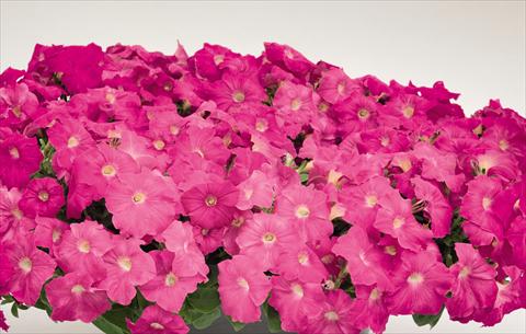Photos von Blumenvarianten benutzt als: Topf und Beet Petunia hybrida Success Rose