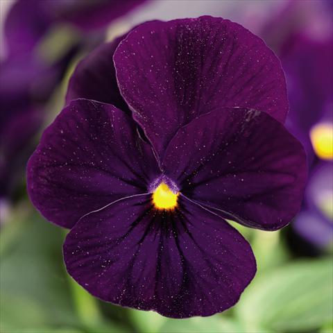 Photos von Blumenvarianten benutzt als: Topf und Beet Viola cornuta Admire™ Deep Blue