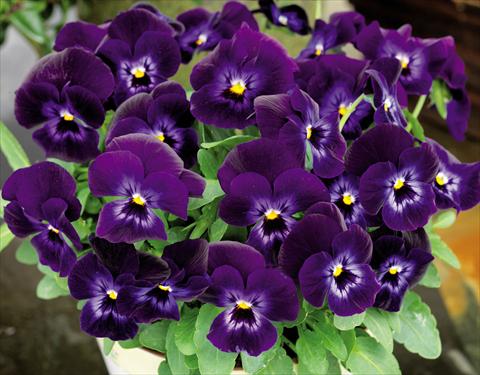 Photos von Blumenvarianten benutzt als: Topf und Beet Viola cornuta Admire™ Denim