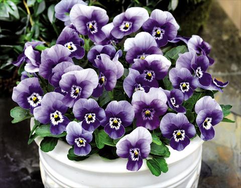Photos von Blumenvarianten benutzt als: Topf und Beet Viola cornuta Admire™ Marina