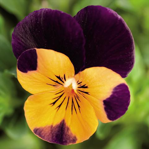 Photos von Blumenvarianten benutzt als: Topf und Beet Viola cornuta Admire™ Orange Purple Wing