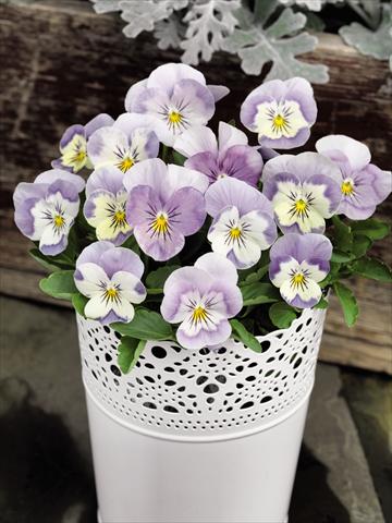 Photos von Blumenvarianten benutzt als: Topf und Beet Viola cornuta Admire™ Pink Surprise