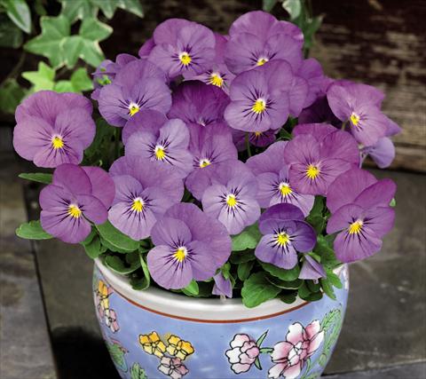 Photos von Blumenvarianten benutzt als: Topf und Beet Viola cornuta Admire™ Pink
