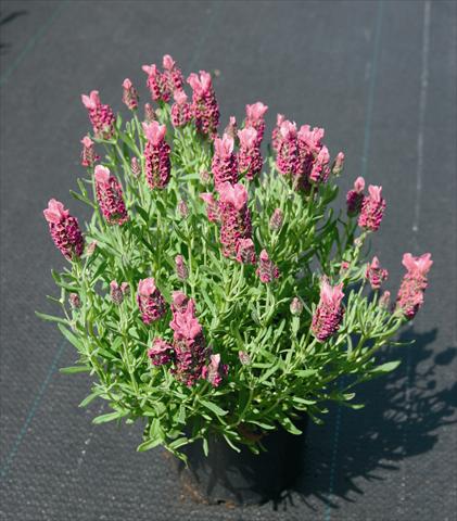 Photos von Blumenvarianten benutzt als: Beet- / Rabattenpflanze Lavandula stoechas Little Bee Deep Rose