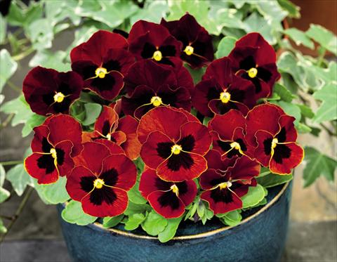 Photos von Blumenvarianten benutzt als: Topf und Beet Viola cornuta Admire™ Red Blotch