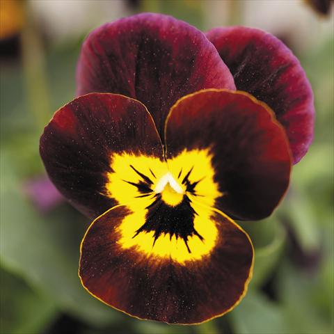 Photos von Blumenvarianten benutzt als: Topf und Beet Viola cornuta Admire™ Ruby Gold