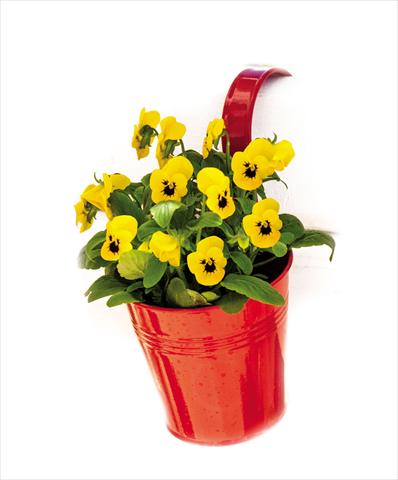 Photos von Blumenvarianten benutzt als: Topf und Beet Viola cornuta Admire™ Yellow Blotch