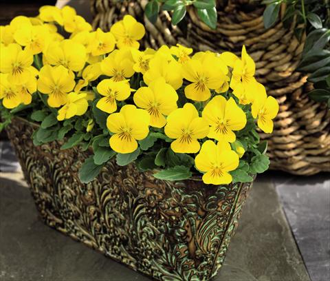 Photos von Blumenvarianten benutzt als: Topf und Beet Viola cornuta Admire™ Yellow