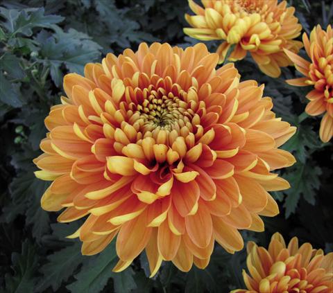 Photos von Blumenvarianten benutzt als: Topf Chrysanthemum Alexia
